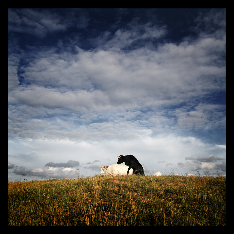 750x750, 287 Kb / бык, телка, трава, небо