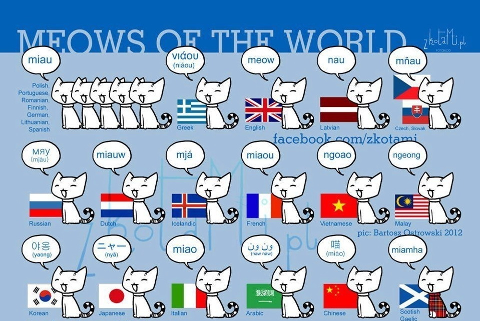 959x642, 249 Kb / коты, рисунок, мяу