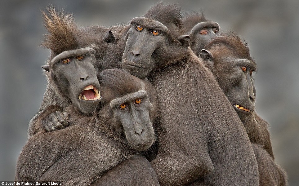 964x600, 192 Kb / обезьяна, клубок