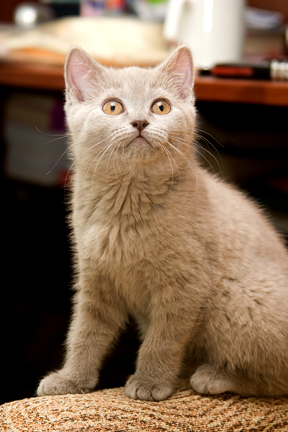 420x630, 241 Kb / кот