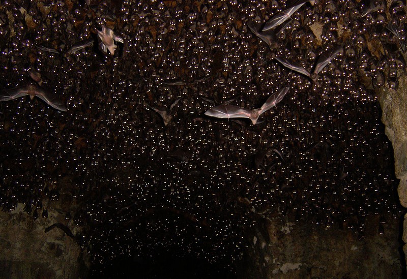 800x549, 166 Kb / летучие мыши, глаза