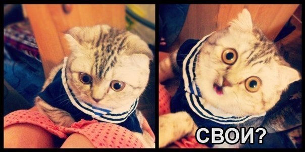 604x301, 59 Kb / кот, ракурс, свои