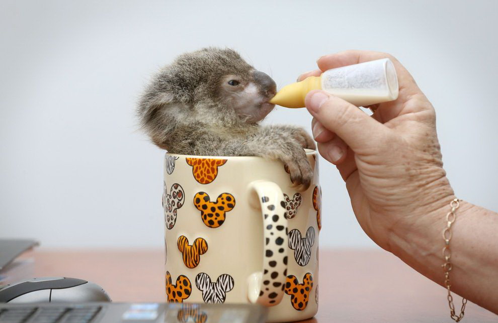 990x643, 111 Kb / коала, кружка, молоко, кормление, рука