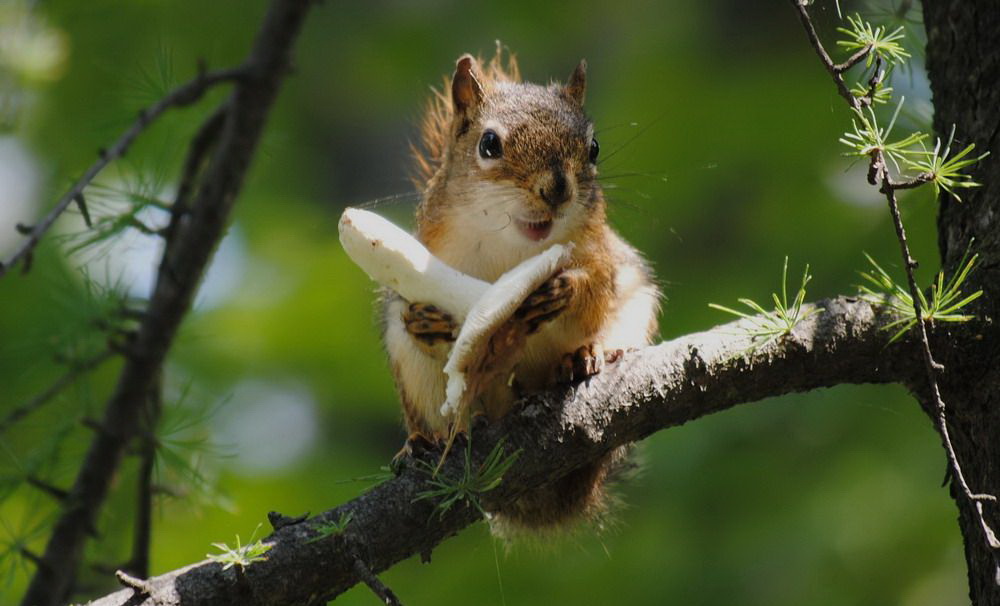 1000x606, 121 Kb / белка, гриб, ветка