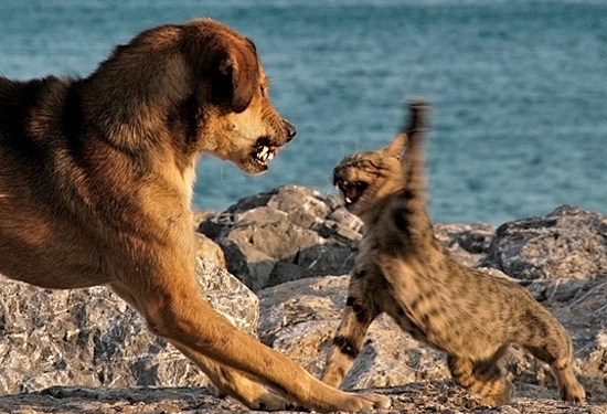 550x375, 96 Kb / кот, пес, кошка, собака, драка