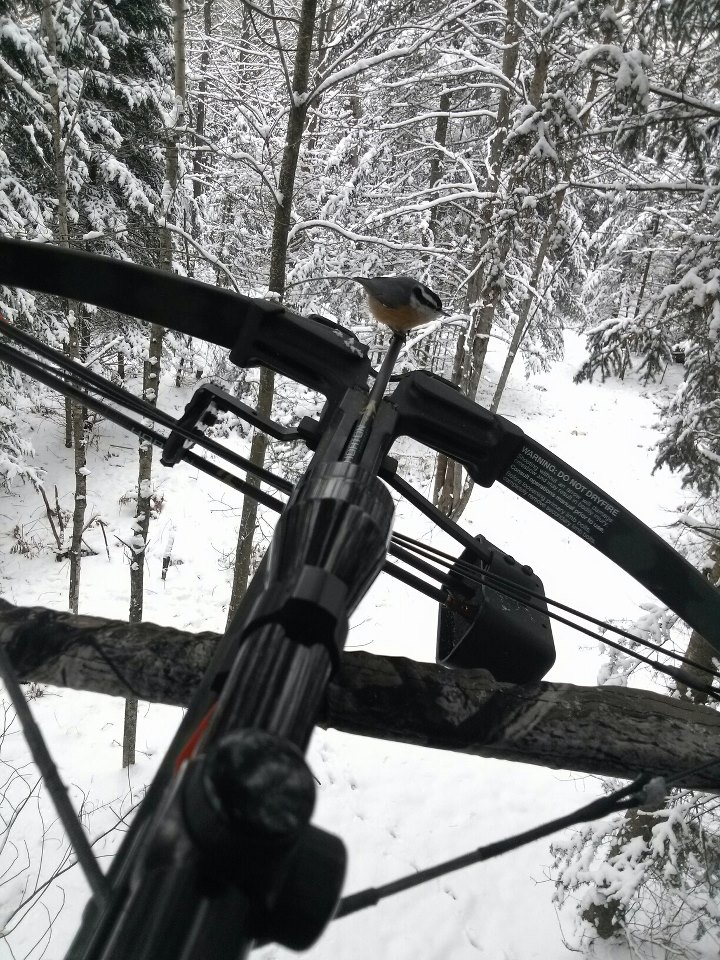 720x960, 234 Kb / птица, лес, арбалет, зима