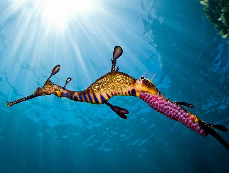 786x595, 110 Kb / морской конь