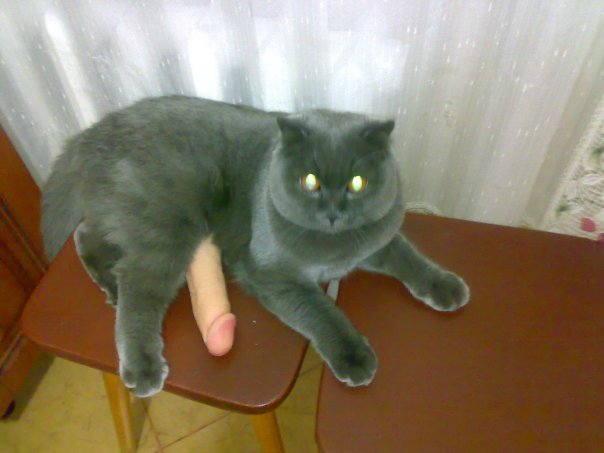 604x453, 35 Kb / кот,котэ,член