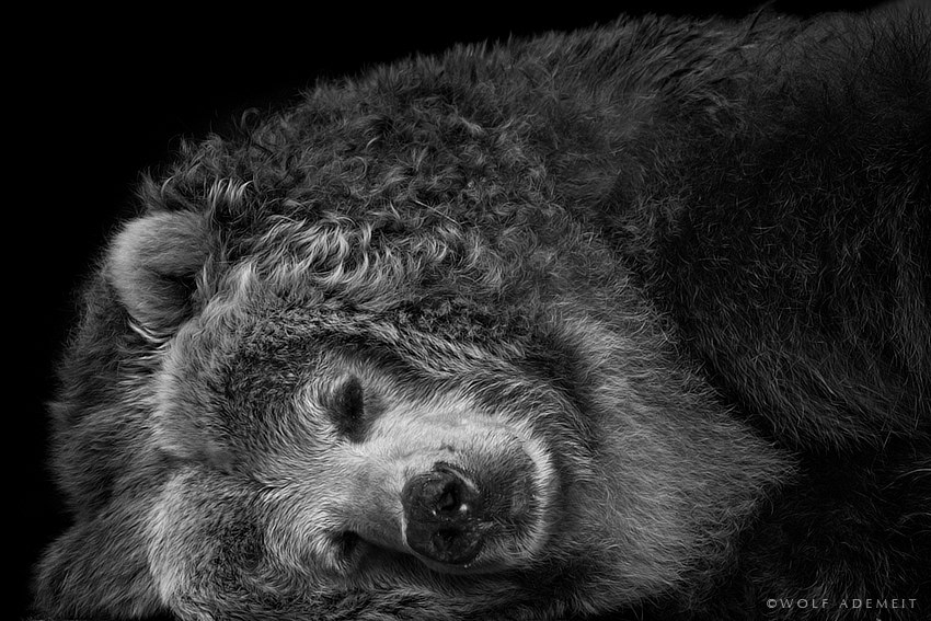 850x567, 291 Kb / медведь