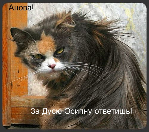 500x445, 99 Kb / Кот, анова, стена