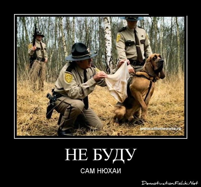 700x651, 198 Kb / собака, труселя, демотиватор