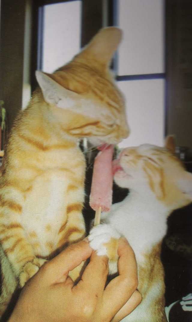 640x1073, 46 Kb / Кот, рыжий, мороженое