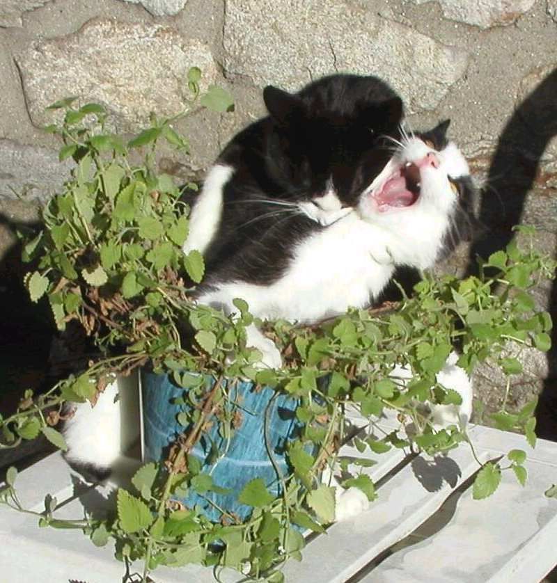 800x838, 105 Kb / секс, горшок, кошки