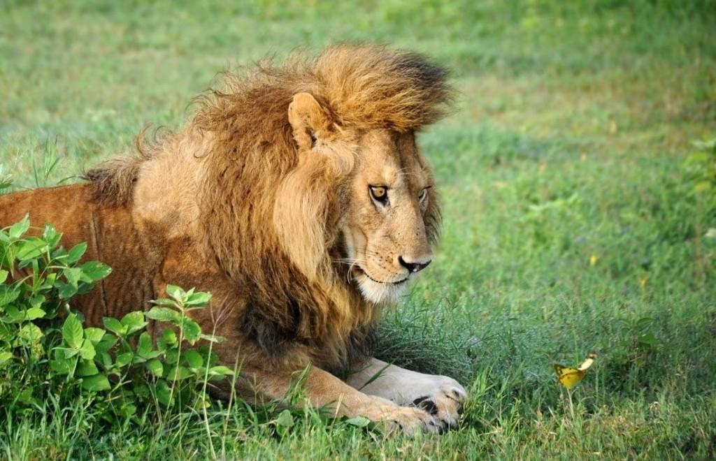 1024x660, 116 Kb / лев, трава, бабочка