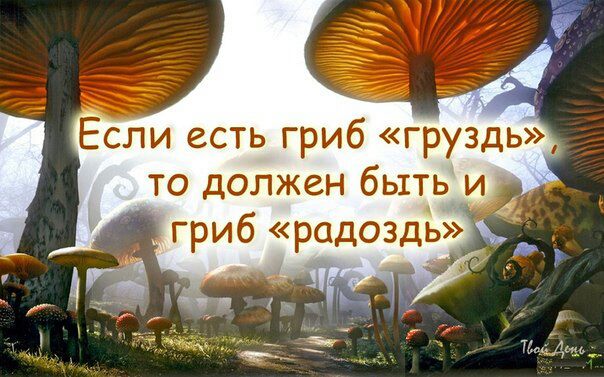 604x377, 60 Kb / гриб, груздь, радоздь