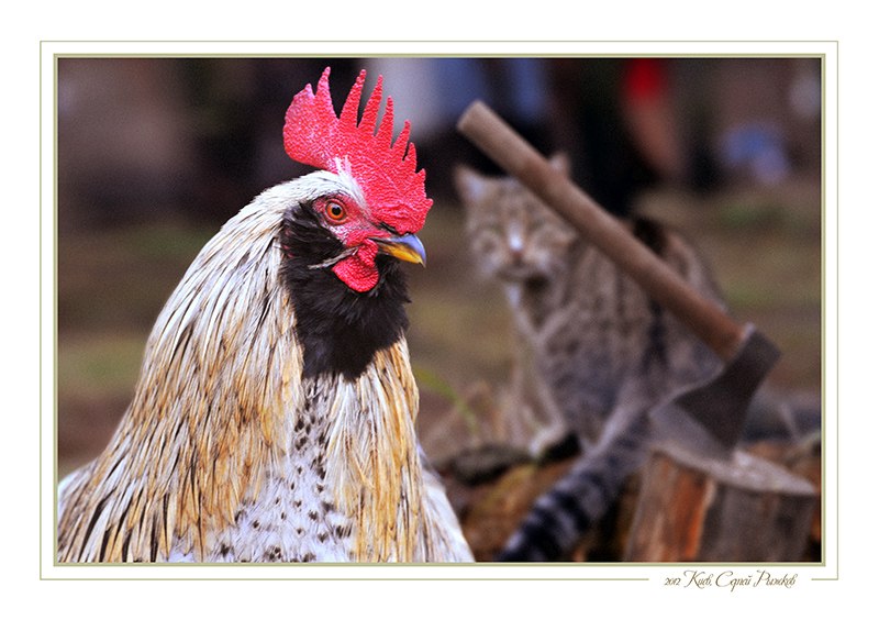 800x564, 86 Kb / петух, топор, котэ