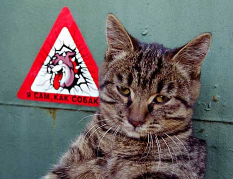 470x360, 27 Kb / кот, знак