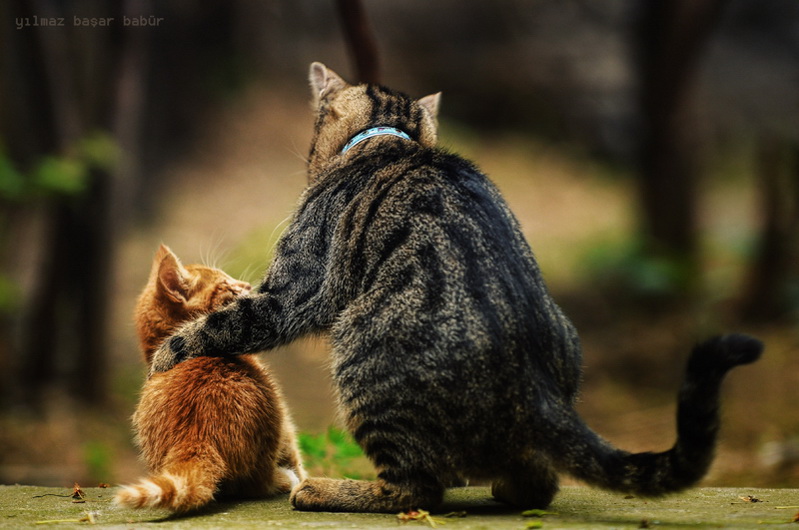 799x530, 151 Kb / кот, кошка