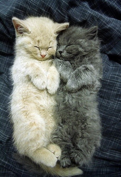 499x730, 220 Kb / котята, черный, белый