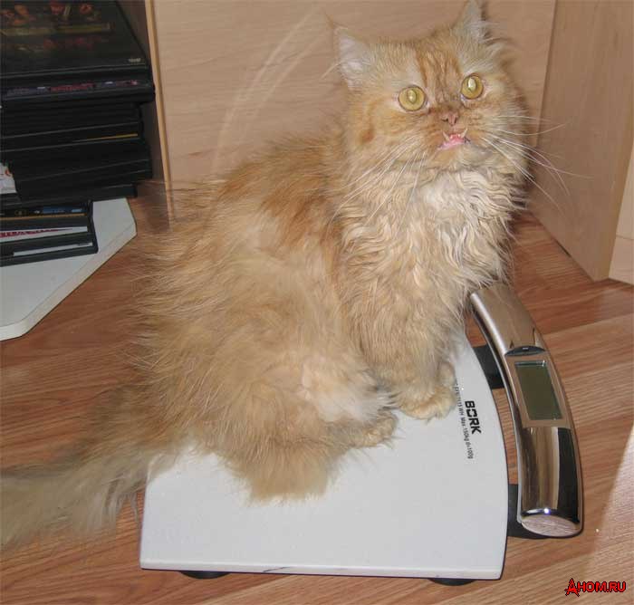 700x668, 66 Kb / кот, весы
