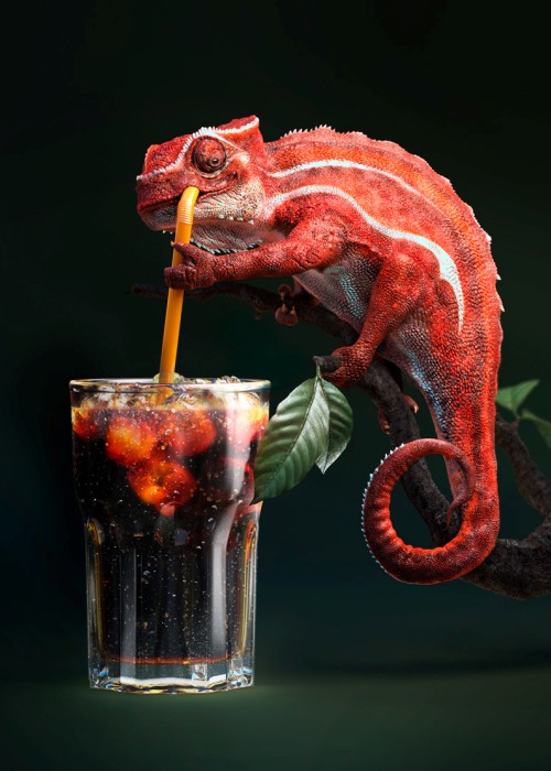 500x700, 89 Kb / хамелеон, коктейль