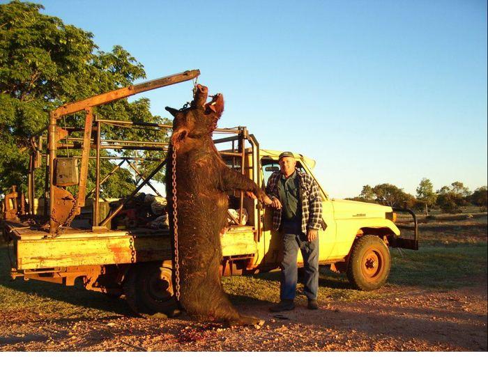 700x524, 81 Kb / Австралия, фермер, свинья, машина