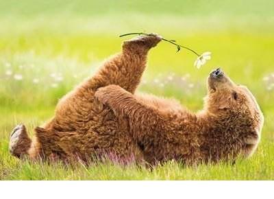 400x290, 18 Kb / мишка, лапа, ромашка, на травке