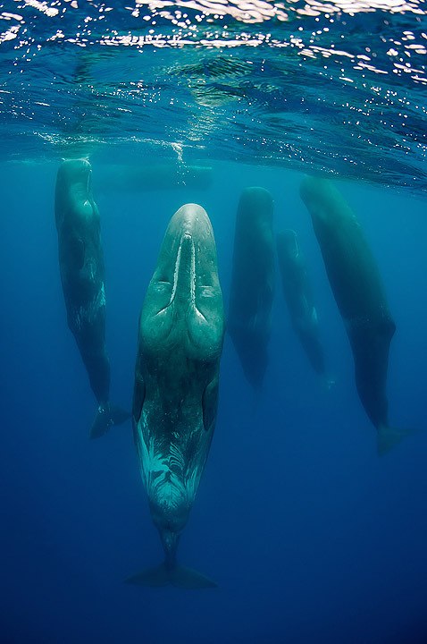 478x720, 64 Kb / сон, кашалоты, вода