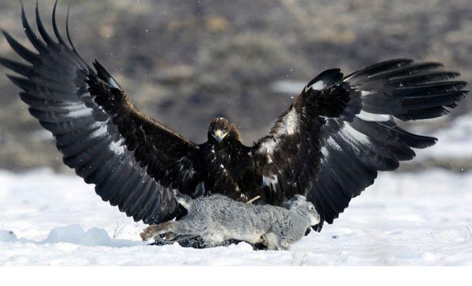 670x406, 37 Kb / Беркут, кролик, снег, охота