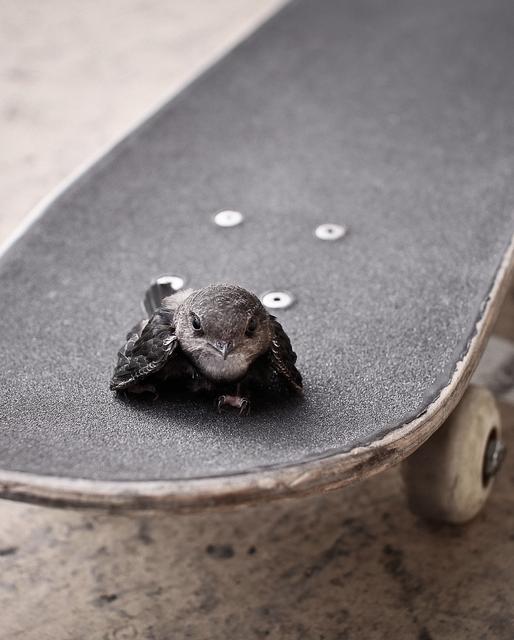 514x640, 46 Kb / скейт, ласточка