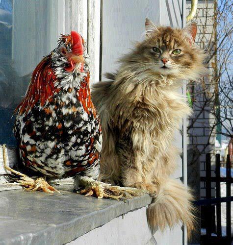 475x500, 57 Kb / кот, курица, петух, подоконник