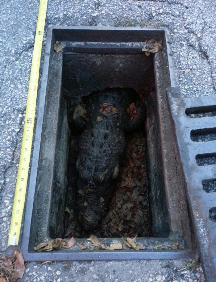 700x933, 132 Kb / Канализация, крокодил, листья, решетка