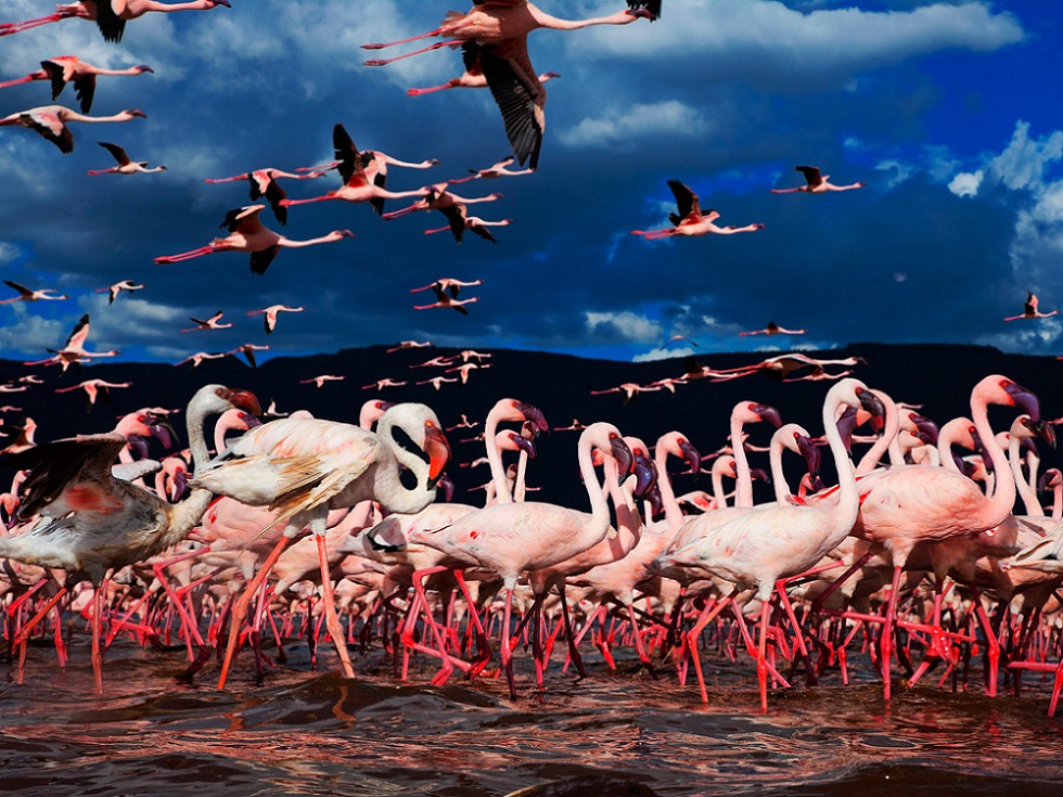 980x735, 299 Kb / фламинго