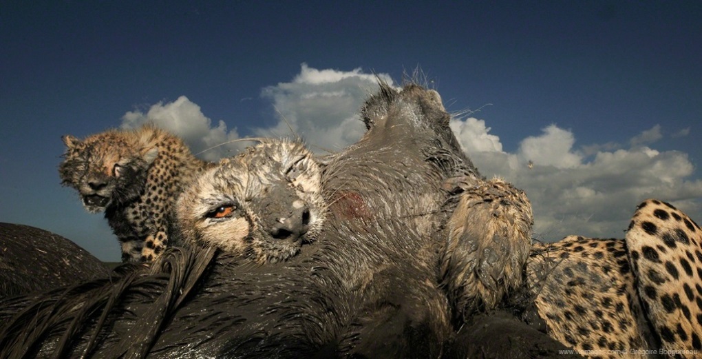 1020x521, 179 Kb / гепард, грязь, добыча