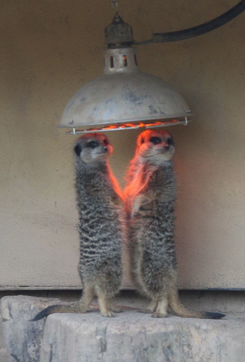 800x1179, 207 Kb / обогреватель, сурикат