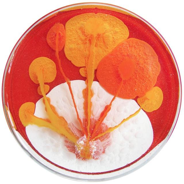 640x640, 55 Kb / Чашка Петри, рисунок