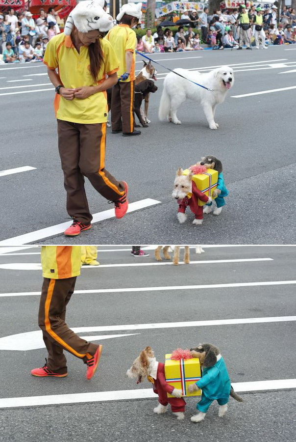 604x900, 237 Kb / собака, костюм