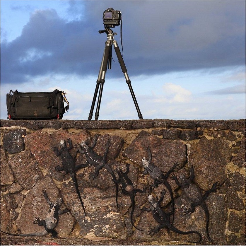 840x840, 284 Kb / ящерица, камера, штатив, небо