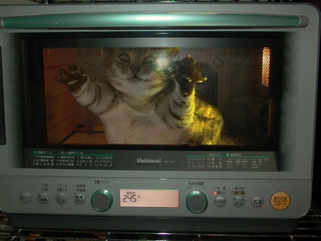 640x480, 41 Kb / кот, микроволновка