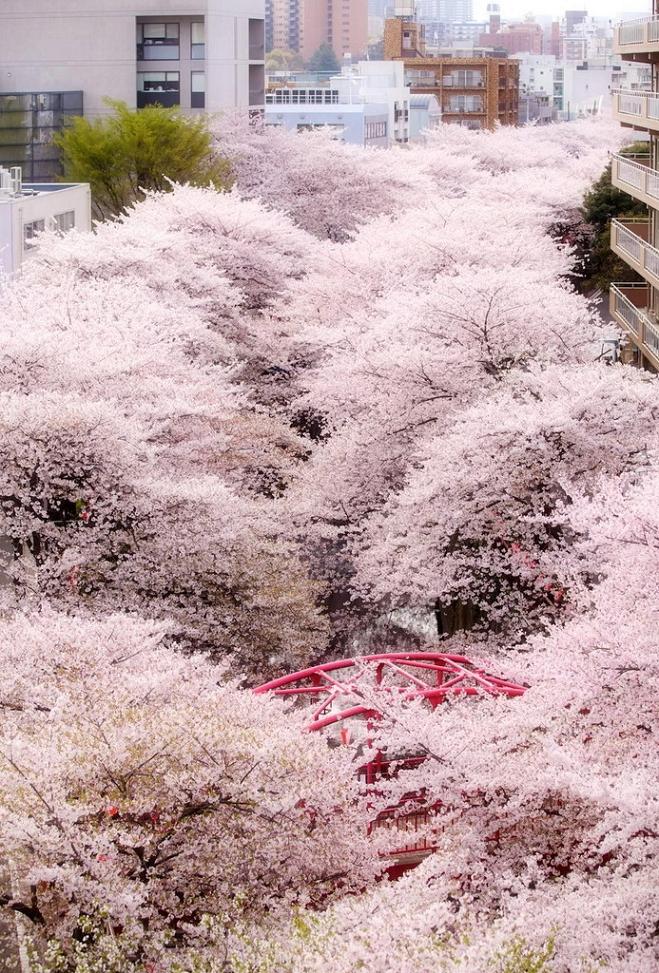 659x973, 181 Kb / Цветы, сакура, дома