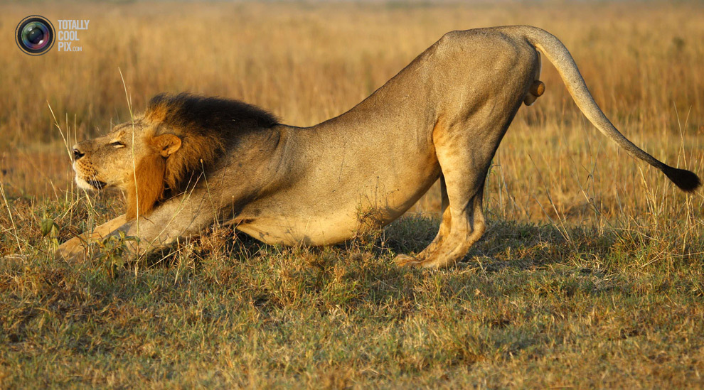 990x549, 277 Kb / лев, потягивание, яйца