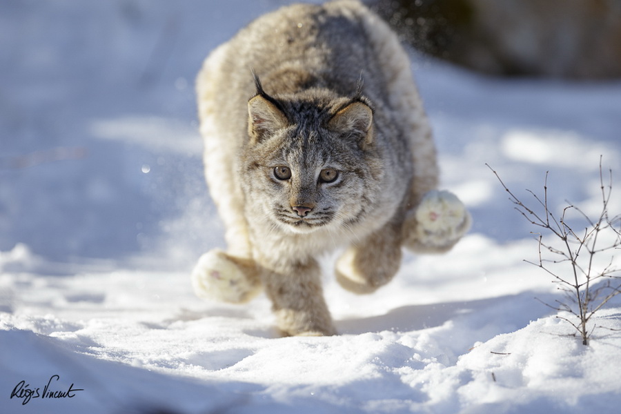 900x600, 141 Kb / рысь, снег, бег, прыжок