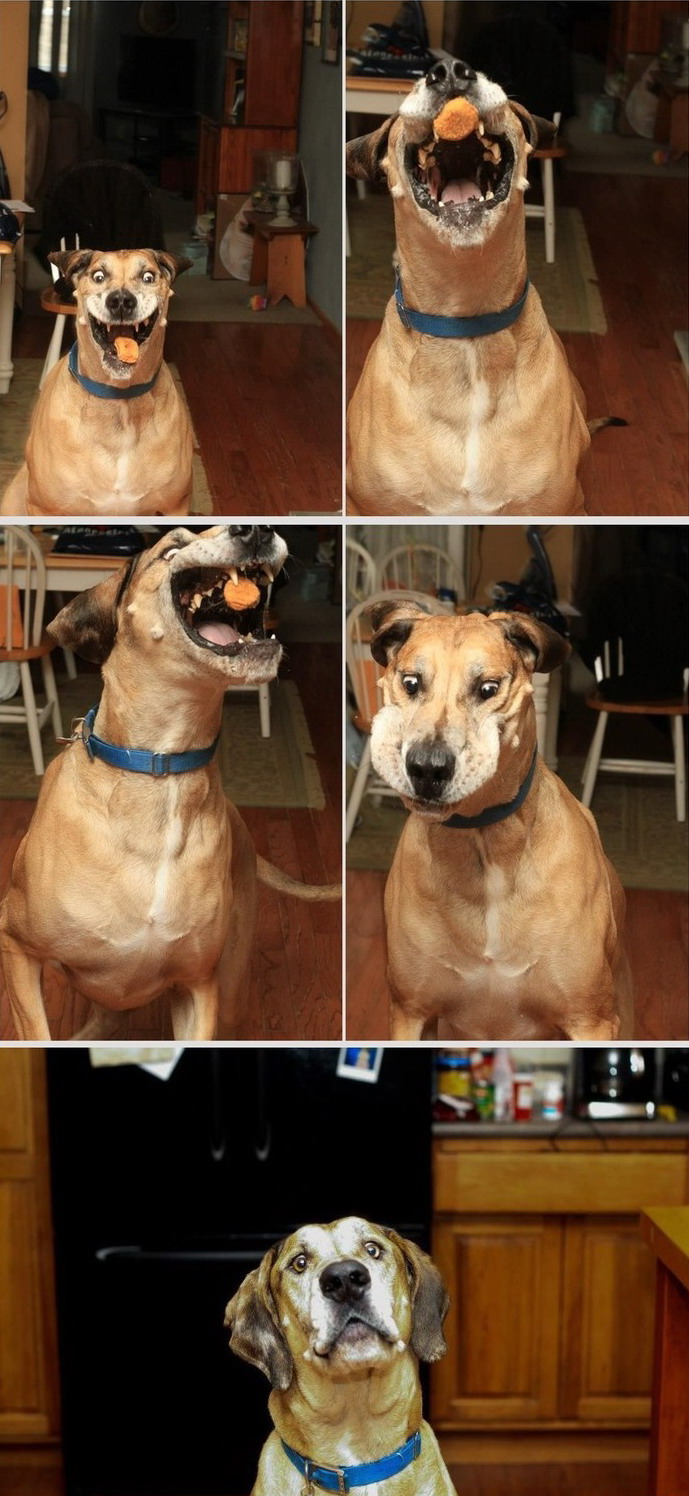 689x1496, 242 Kb / Собака, вкусняшка