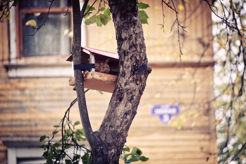 800x533, 86 Kb / кот, кормушка, засада