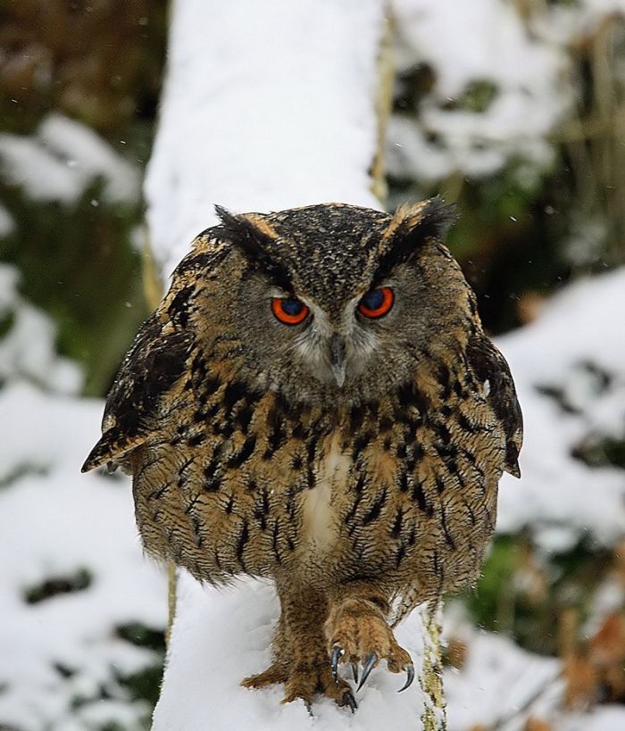 700x819, 101 Kb / филин, снег, бревно