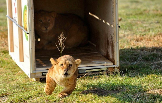 617x393, 92 Kb / Ящик, львенок, полянка