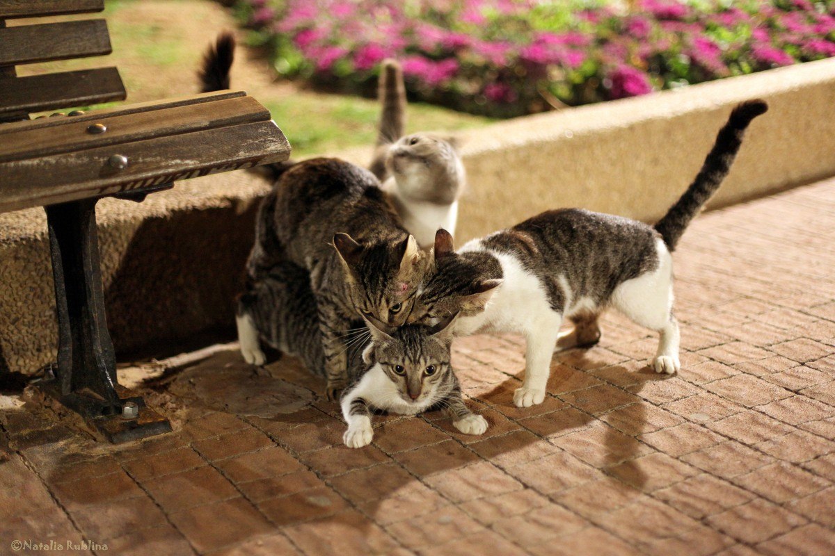 1200x800, 216 Kb / котэ, свадьба, лавка