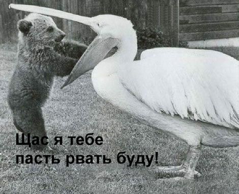 470x382, 44 Kb / медвежонок, пеликан