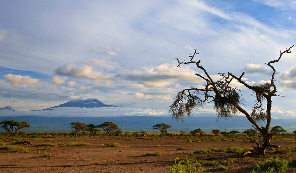 1000x586, 158 Kb / дерево, саванна, гора, килиманджаро