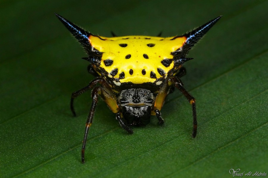 900x600, 101 Kb / жук